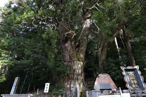 木 龍|高岡神社【岡山県】の龍が現れた場所はどこ？アクセ。